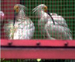 2 ibis chicks in Niigata opened to the public